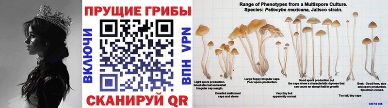 кракен сайт  Барнаул  Псилоцибиновые грибы Psilocybe 